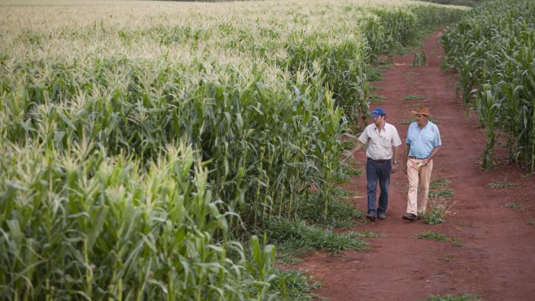 Técnico agrónomo y productor evaluando enfermedades en cultivo de maíz en Venezuela - Syngenta