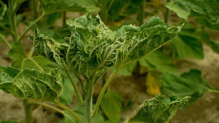 Planta verde con hojas rizadas en un campo de cultivo.