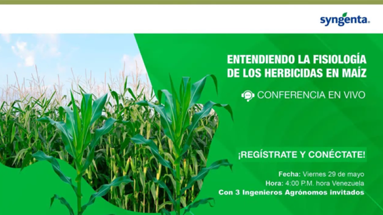 Gráfico verde con maíz y texto sobre plagas en maíz y conferencia en vivo.