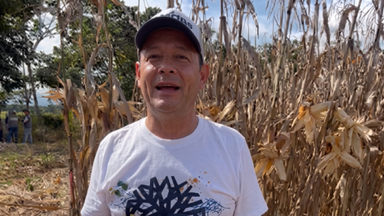 Hombre con gorra y camiseta blanca frente a un campo de maíz seco.