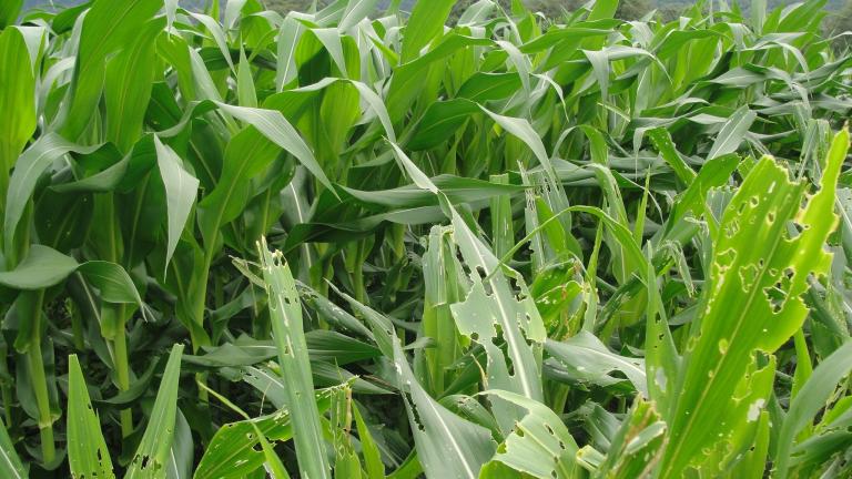 Hojas de maíz con perforaciones irregulares causadas por el gusano cogollero, cultivo en zona de montaña