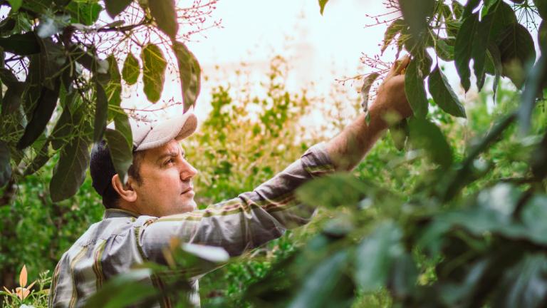 Mujer recolectando fruta entre hojas verdes en un huerto al atardecer