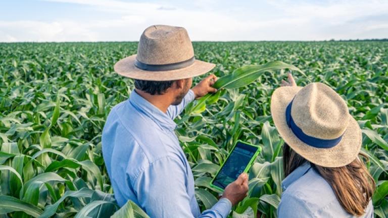 Dos agricultores con sombreros revisan una tablet en un campo verde de maíz.