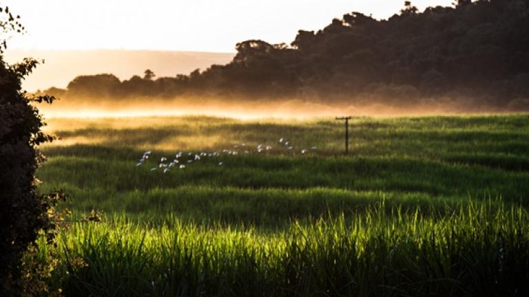 Pradera verde al amanecer con niebla dorada y siluetas de árboles al fondo