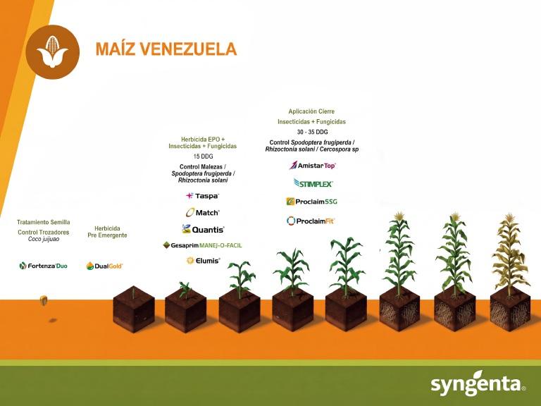 Gráfico de crecimiento del maíz en Venezuela por etapas, con plantas sobre cubos de suelo.