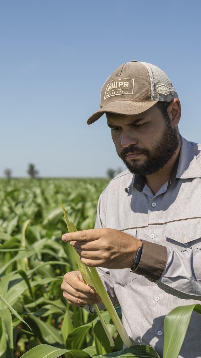 Agricultor con gorra revisa una hoja en un campo de maíz verde.