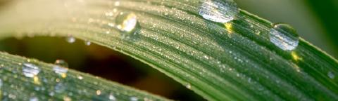 Gotas de rocío sobre hoja verde al amanecer, con fondo desenfocado