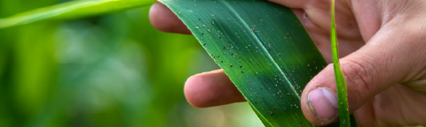 Mano sosteniendo una hoja verde con gotas de agua, fondo desenfocado de plantas.